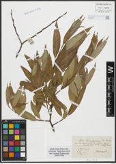 Foto von Salix russelliana Sm.